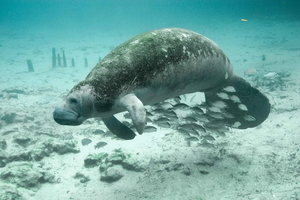 Lamantins et dugongs : les fascinantes