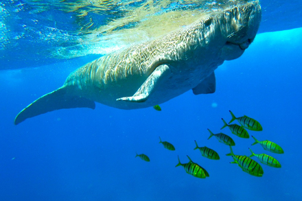 Dugong Dugong
