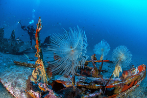 L’immersion des épaves : un patrimoine sous-marin au service de la plongée