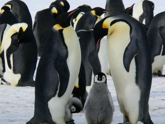 Manchot ou Pingouin, comment les distinguer ?