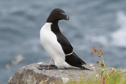 Un petit pingouin Nautisme Article