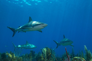 Pourquoi les requins fascinent-ils autant certains humains ?