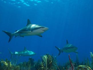 Pourquoi les requins fascinent-ils autant...