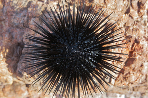 La pêche aux oursins en Corse réduite à deux mois du fait de la raréfaction