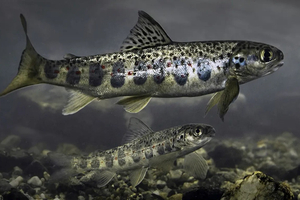 Pays basque : La pêche au saumon atlantique restera interdite en 2025