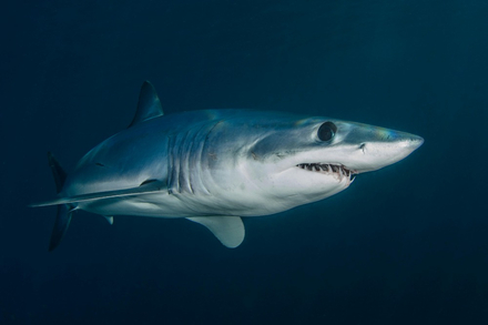 Le requin mako Nautisme Article