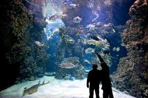 Les 6 aquariums les plus fascinants au monde pour découvrir des espèces rares