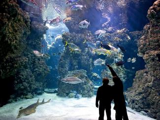 Les 6 aquariums les plus fascinants au monde...