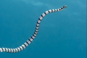 Bassin de Manapany : baignade interdite après la présence d’un serpent de mer