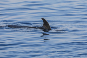 Un diplomate italien tué dans une attaque de requin en mer Rouge