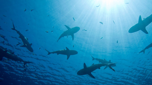 Nouvelle-Calédonie : une attaque de requin mortelle sur un pêcheur sous-marin