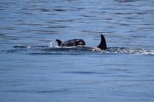 Une orque répète le deuil poignant de son petit