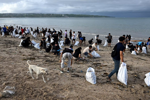 A Bali, nettoyage de plages envahies par l'un des 