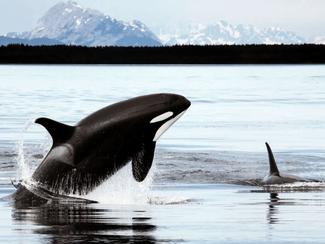 Marineland ferme ses portes : que deviendront...