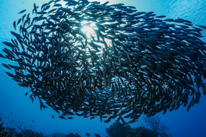 Un quart des espèces d'eau douce menacées d'extinction