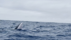 Vendée Globe : Éric Bellion rencontre une baleine au milieu du Pacifique