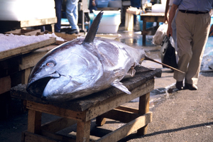 Un thon rouge vendu près de 1,3 million d'euros à Tokyo
