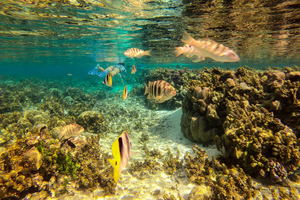 Le meilleur de la plongée en Polynésie française en trois sites mythiques