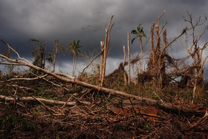 La flore et la faune de Mayotte dévastées, comme 