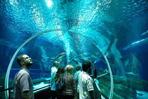 AquaRio : le plus grand aquarium d'Amérique du Sud, une plongée inoubliable