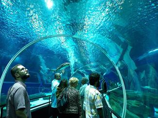 AquaRio : le plus grand aquarium d'Amérique du...