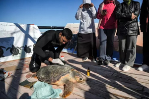 En Tunisie, une barge-hôpital pour soigner et réhabiliter des tortues protégées