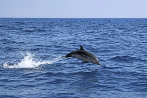 Sauvetage exceptionnel de dauphins à Cancale : treize animaux sauvés