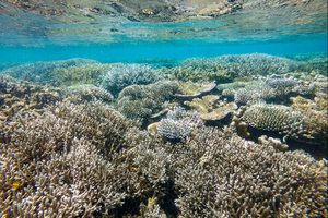 Mayotte : les récifs coralliens ravagés par Chido