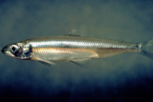 Un petit poisson désigné comme le 'bouc émissaire' de Trump ...