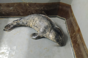 Un jeune phoque secouru à Biscarrosse : une belle histoire de solidarité marine