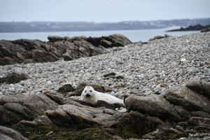 Une première historique : naissance d’un bébé phoque sur l’île de Sein