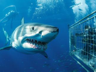 Plongée en cage avec des requins : une...