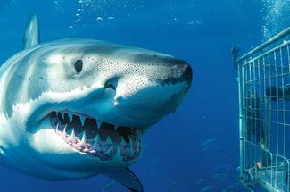 Plongée en cage avec des requins : une aventure hors du commun