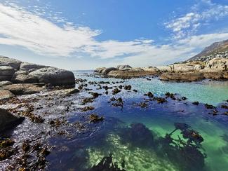 Les algues de l’Atlantique : un trésor marin...