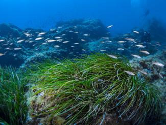 Les algues de Méditerranée : discrètes,...