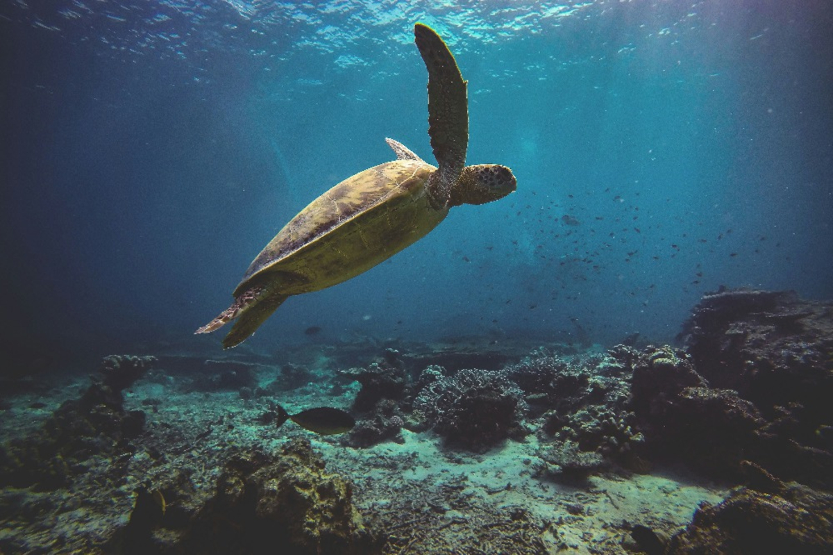 Découverte d'une zone marine préservée : un aperçu des océans d'il y a 1  000 ans - Actualités Nautisme