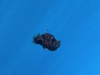 Le diable noir des abysses : un monstre des...