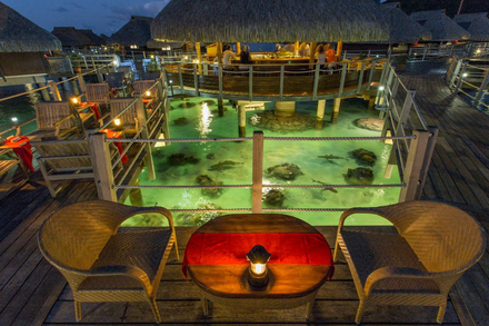 Le soir sous les bungalows sur pilotis du Hilton de Moorea: lumieres, corail et requins pointe noire. 