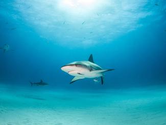 Bahamas : deux touristes américaines attaquées...