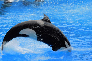 Marineland d’Antibes : vers un transfert des orques dans un parc en Espagne