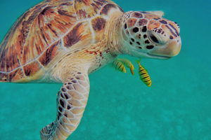 Les tortues de mer peuvent apprendre la carte magnétique d'un endroit préféré