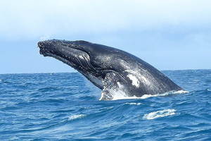 Chili : avalé par une baleine, un kayakiste s’en sort indemne