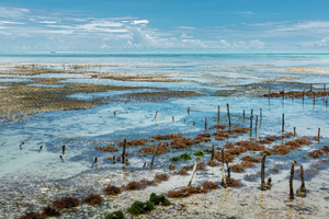 Les algues de l’océan Indien : un trésor méconnu aux mille promesses 4/7