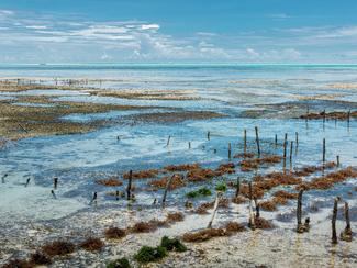 Les algues de l’océan Indien : un trésor...