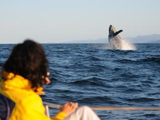 Observer les baleines dans le monde : les...