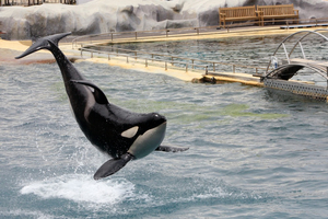 Wikie, l’orque en détresse à Marineland : une prise de poids alarmante