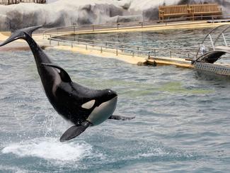 Wikie, l’orque en détresse à Marineland : une...