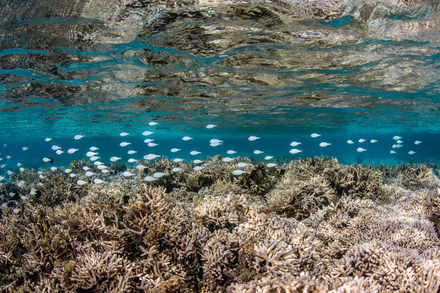Corail et poissons, une connivence essentielle.