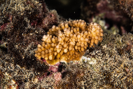 Orange sur vert, la fantaisie du vivant. Orange sur vert, la fantaisie du vivant.