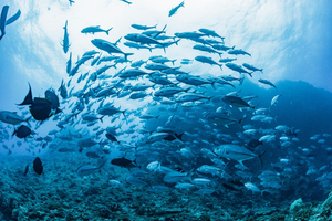 Thon rouge et quotas : la face cachée d’un business sous tension